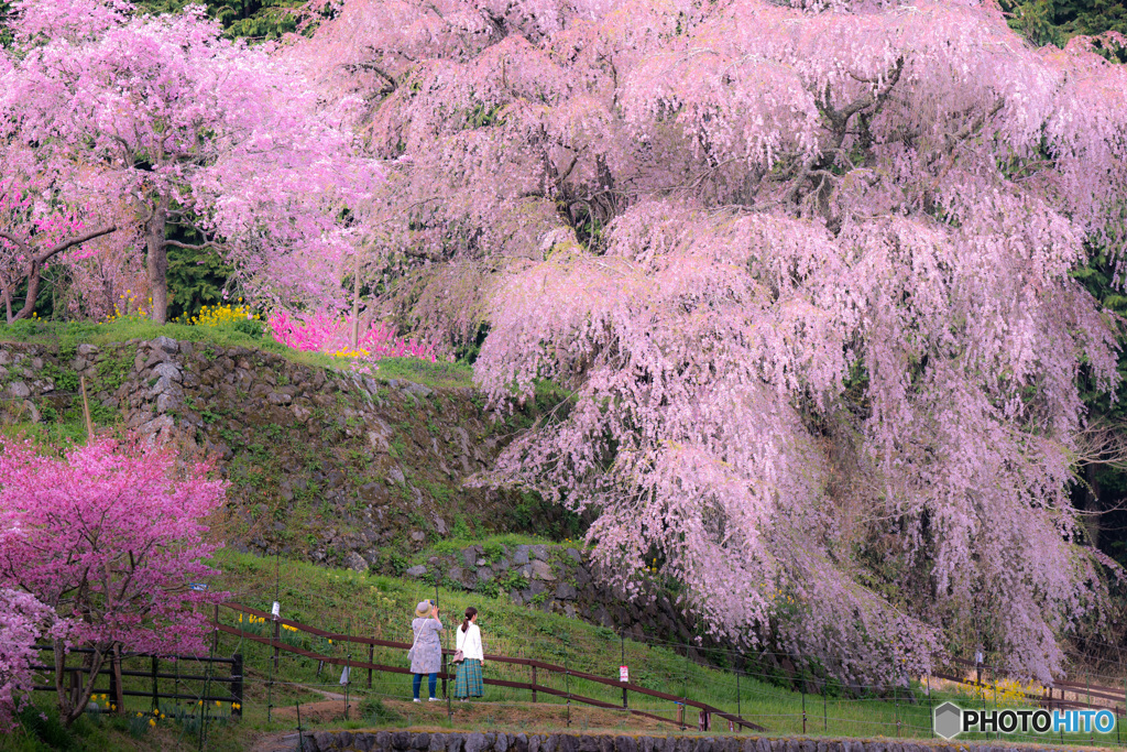 又兵衛桜　滝桜