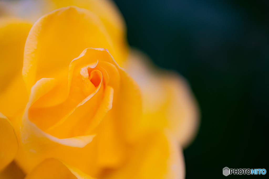 薔薇の花-1