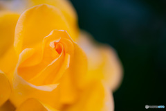 薔薇の花-1