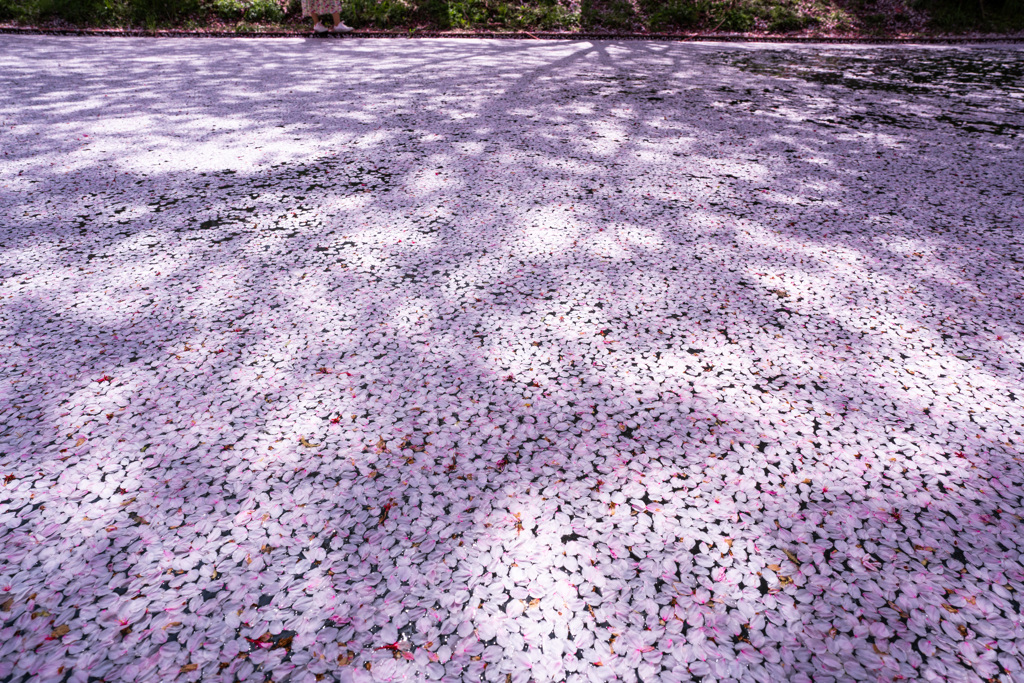 2021年　伏見の桜-1