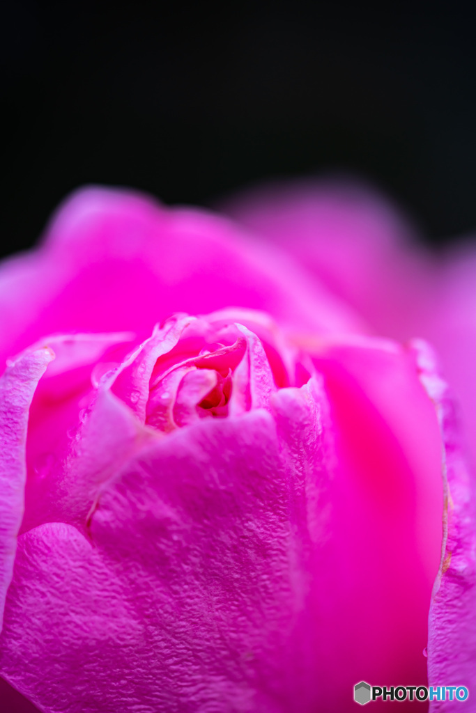 薔薇の花-2