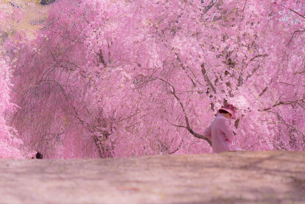 枝垂れ桜に溶け込んで（高見の郷）
