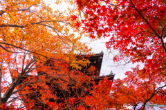 京都の紅葉（真如堂ー3）
