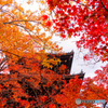京都の紅葉（真如堂ー3）