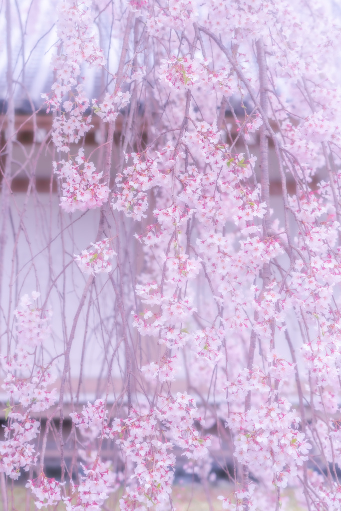 2020年　醍醐寺　桜-2