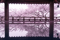 2021年　三井寺の桜-1