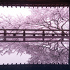 2021年　三井寺の桜-1