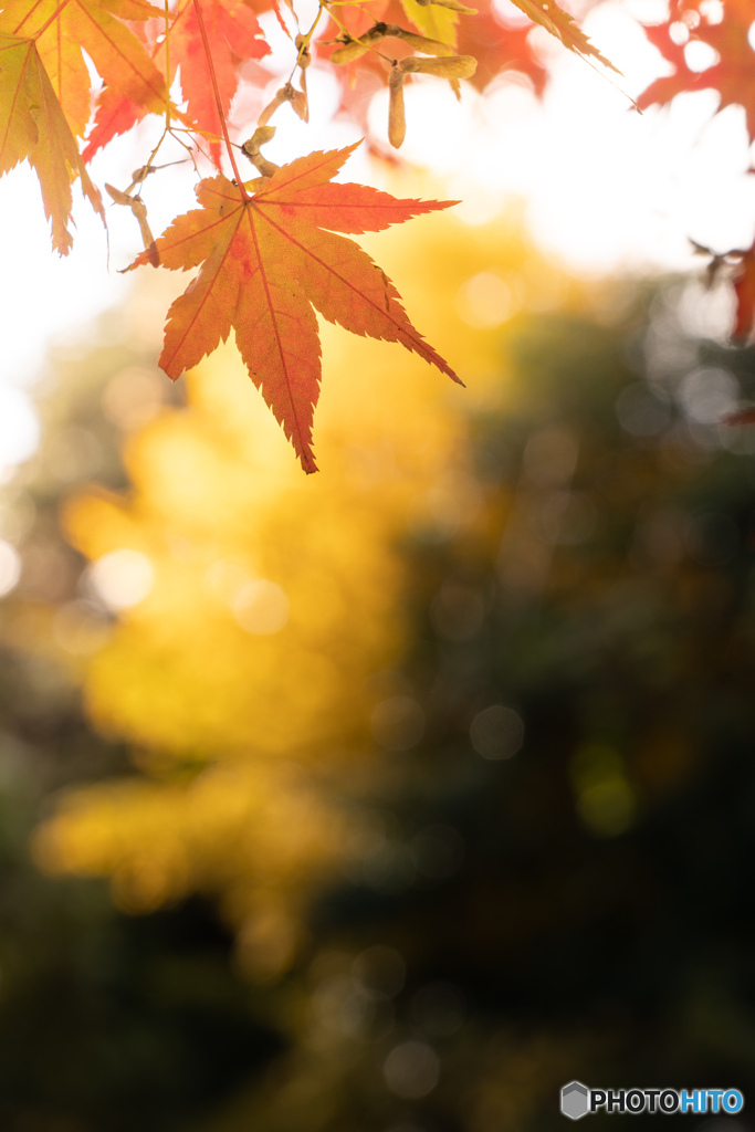 紅葉（金沢）ー6