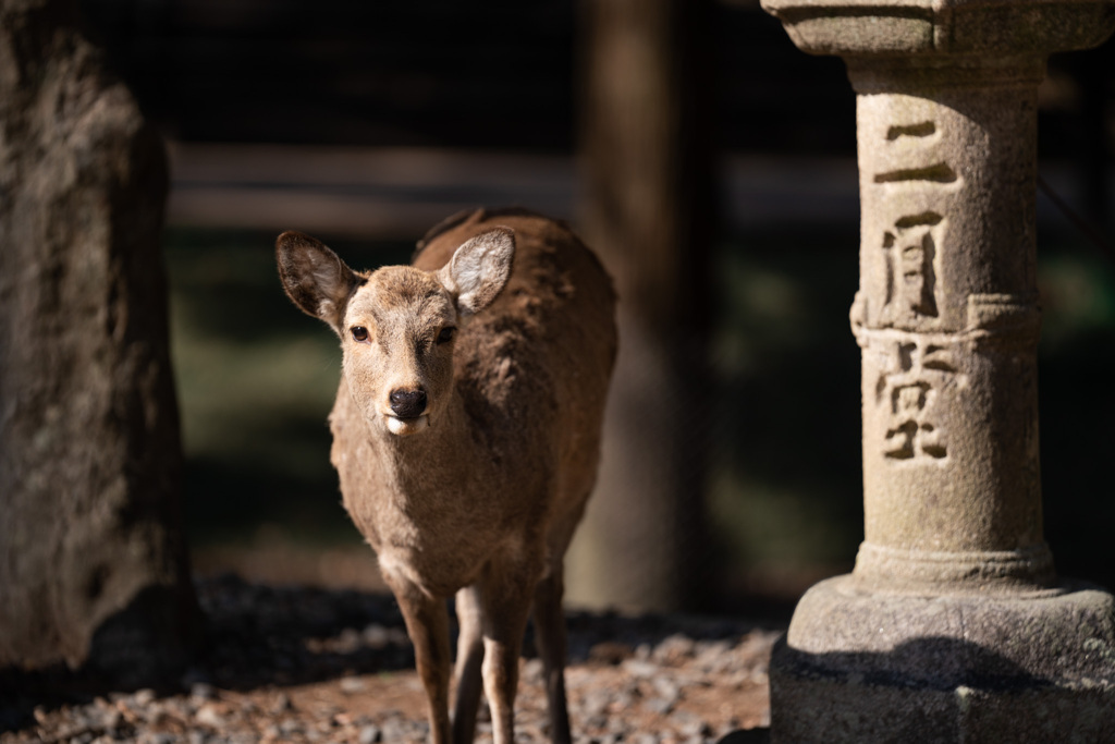 奈良　二月堂の看板鹿