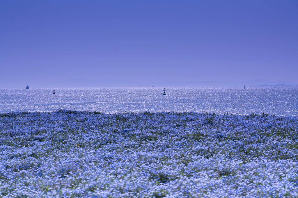 ネモフィラと海と空と　1