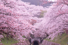 ２０２１年　琵琶湖疏水の桜-1