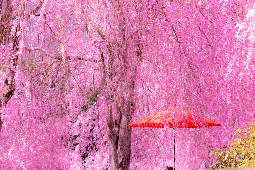 枝垂れ桜と赤い傘