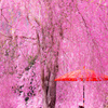 枝垂れ桜と赤い傘