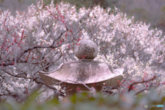 中山寺　灯籠と白梅