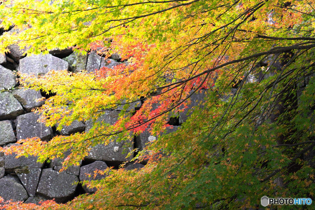 紅葉（金沢）ー1