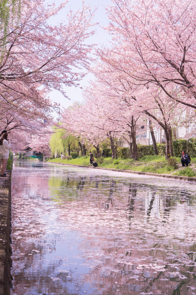 2021年　伏見の桜-8