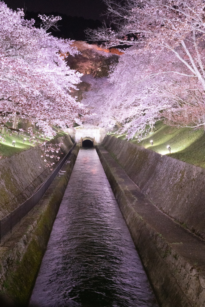 ２０２１年　琵琶湖疏水の桜-2