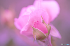 薔薇の花ー3