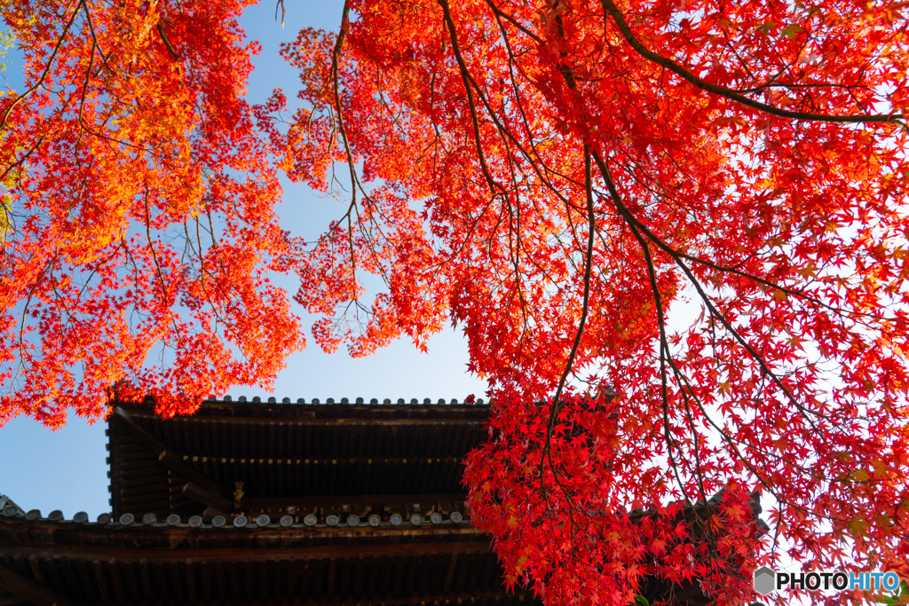 京都の紅葉（くろたに）