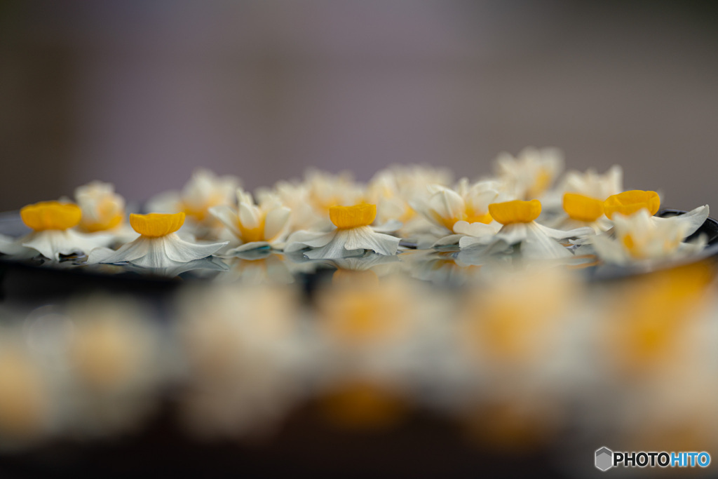 水仙の花手水-1 奈良般若寺