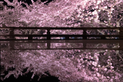 2021年　三井寺の桜-4