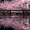 2021年　三井寺の桜-4