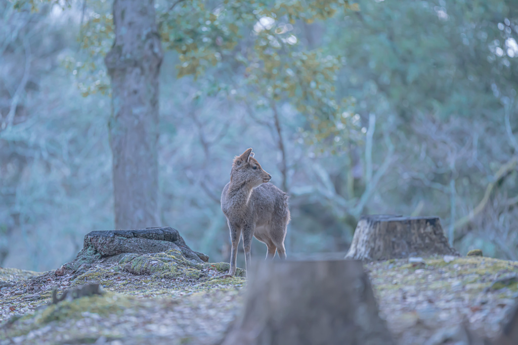 奈良公園の鹿-1