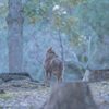 奈良公園の鹿-1