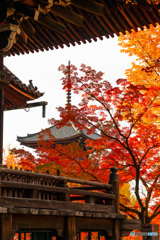京都の紅葉（真如堂ー2）