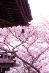 2021年　三井寺の桜-3