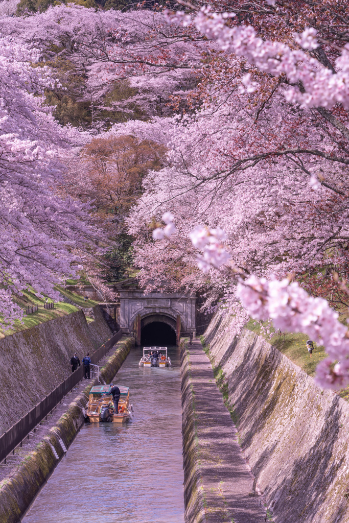 ２０２１年　琵琶湖疏水の桜（追加）