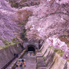 ２０２１年　琵琶湖疏水の桜（追加）