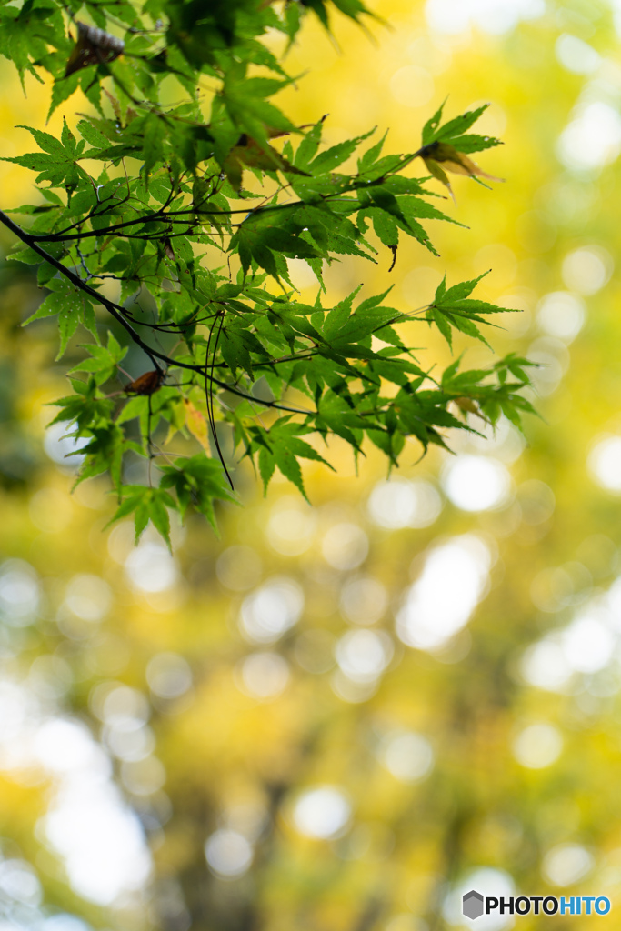 紅葉（金沢）ー5