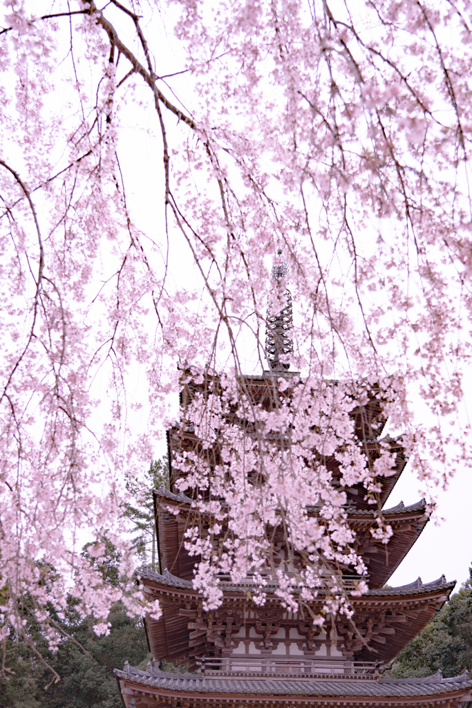 2020年　醍醐寺　桜-9