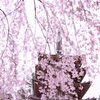 2020年　醍醐寺　桜-9