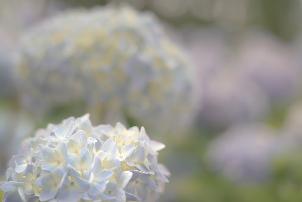 服部緑地　紫陽花