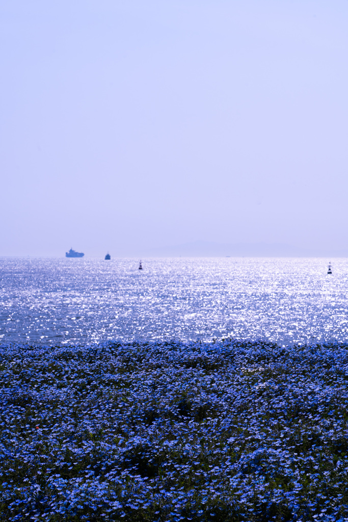 ネモフィラと海と空と　2