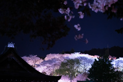2021年　三井寺の桜-5