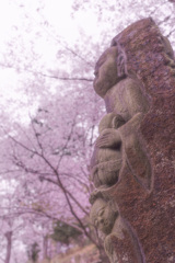 2021年　三井寺の桜-6