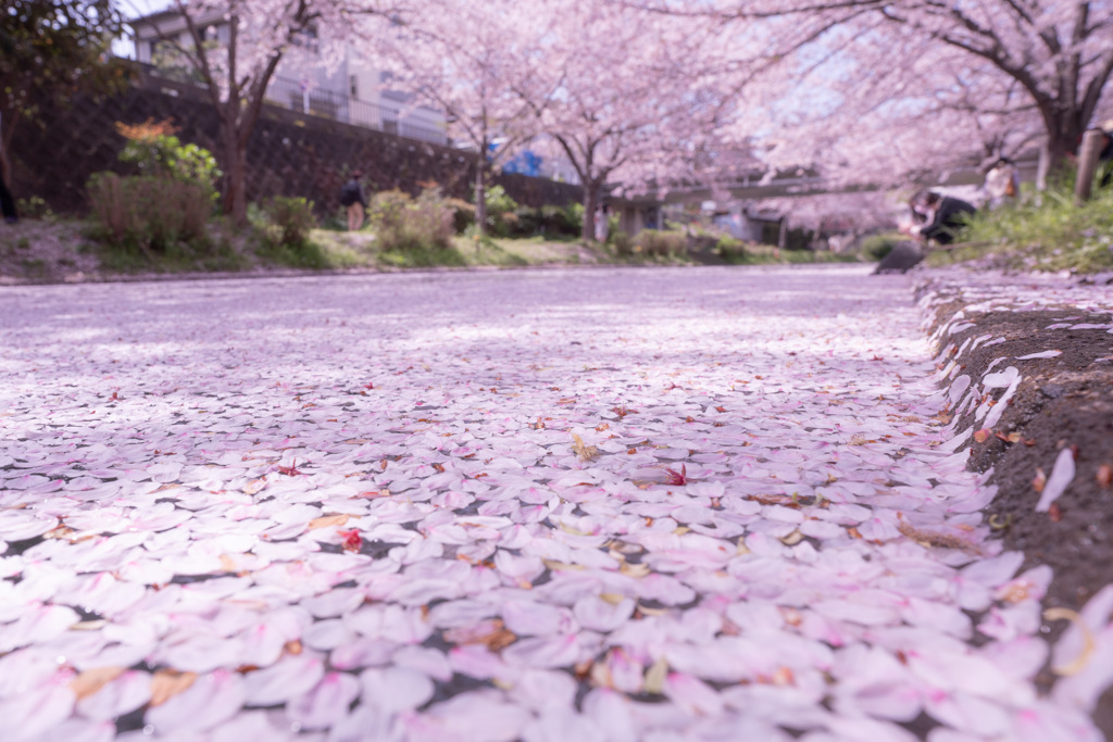 2021年　伏見の桜-6