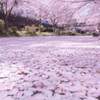 2021年　伏見の桜-6