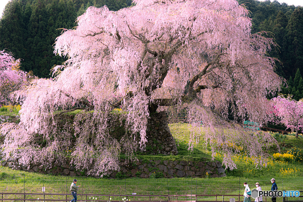 又兵衛桜