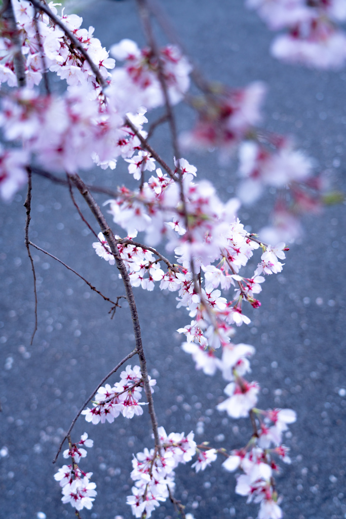 2020年　醍醐寺　桜-6