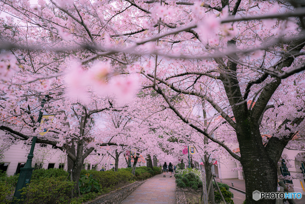 宝塚花の道の桜