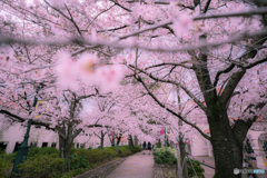 宝塚花の道の桜