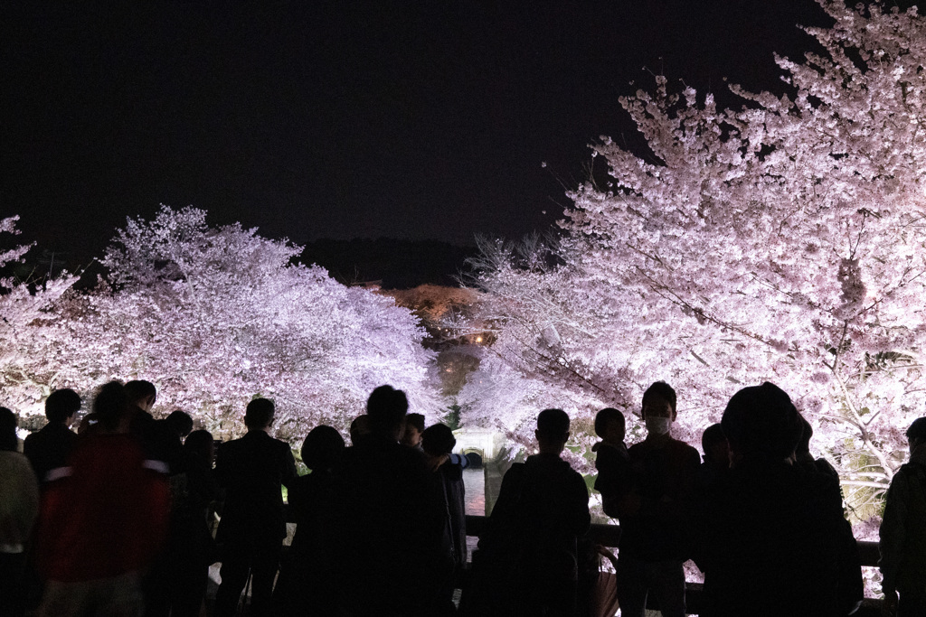 ２０２１年　琵琶湖疏水の桜-3