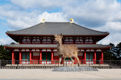 興福寺の看板鹿