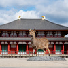 興福寺の看板鹿