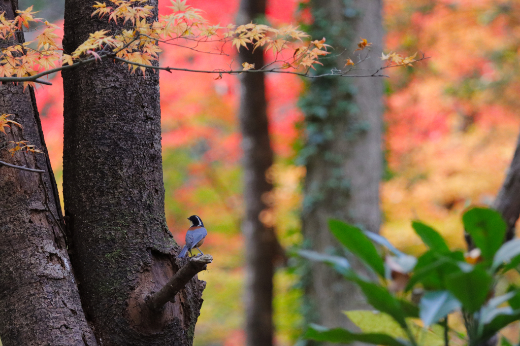 ヤマガラも見渡す紅葉かな