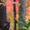 ヤマガラも見渡す紅葉かな